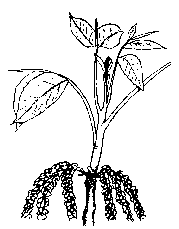 Illustration of the shoot which has grown several more inches after the catkins have fully elongated. The shoot usually produce eight to ten compound leaves on each shoot before female (pistillate) flowers are produced.